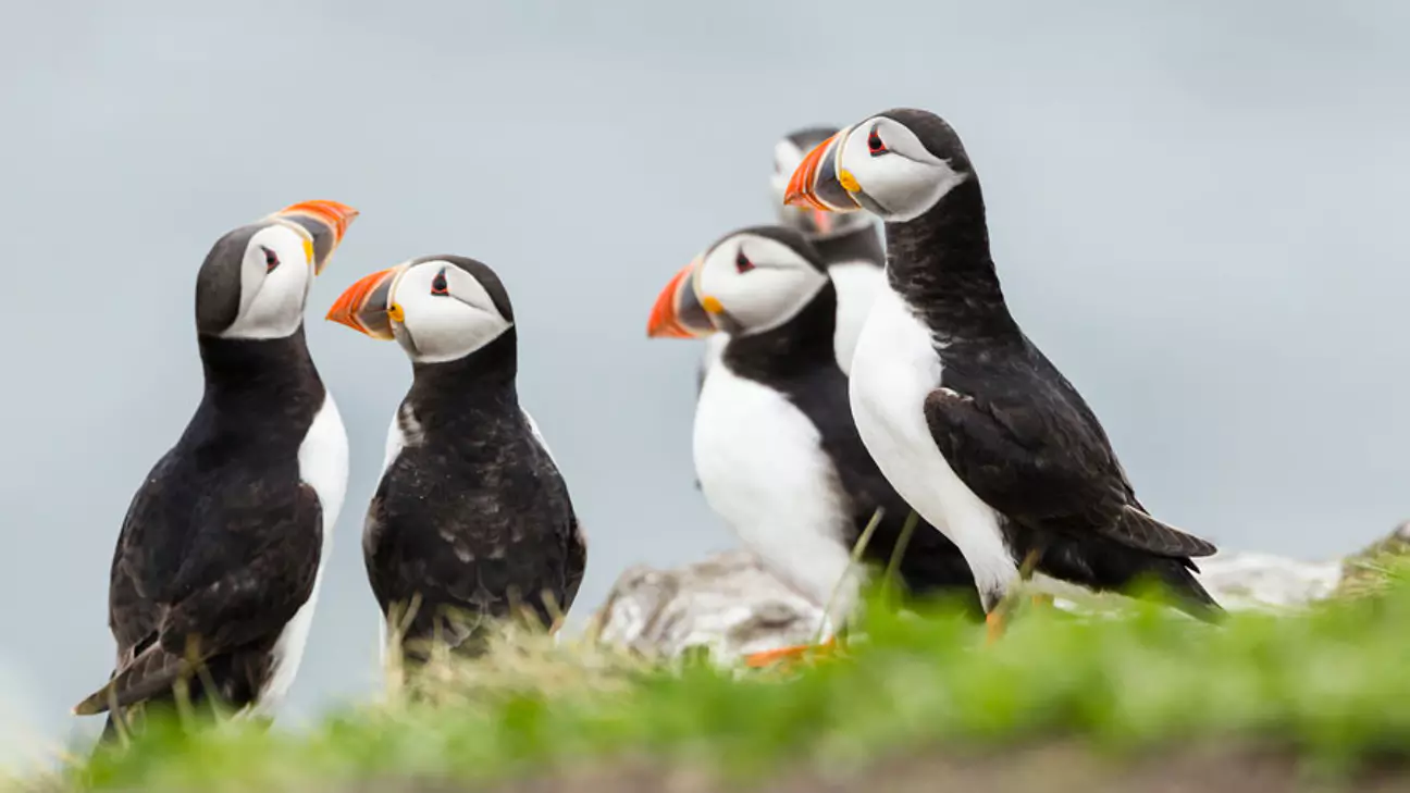  The marine protected areas are home to species including seals, dolphins, and seabirds. Pictured: Puffins